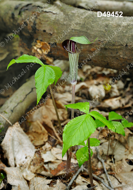 Jack-in-the-pulpit (Arisaema triphyllum)